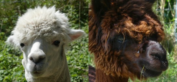 #caption2 Ferienhof Eckl