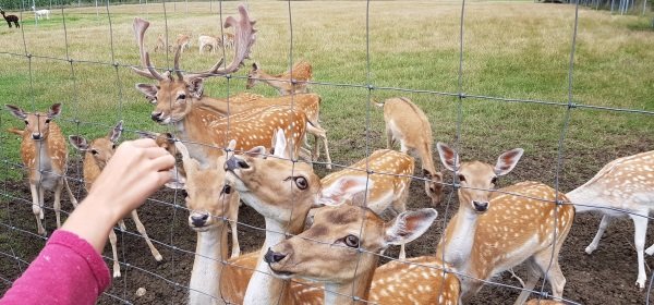 #caption15 Ferienhof Eckl