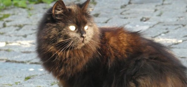 #caption7 Ferienhof Eckl