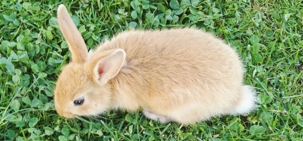 #caption4 Ferienhof Eckl