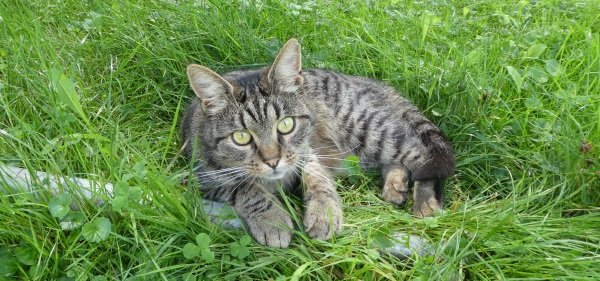 #caption5 Ferienhof Eckl