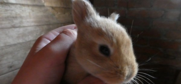 #caption13 Ferienhof Eckl